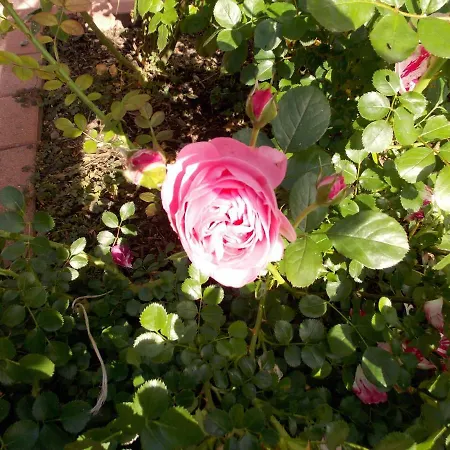 Vakantiehuis Le Bleu *