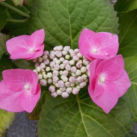 Le Bleu Willgottheim